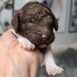 Purple Collar - Parti male Poodle puppy in Colorado Springs, Colorado from Silly's Standard Poodles