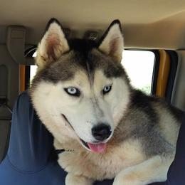 Akima - Siberian Husky