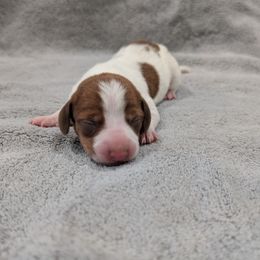 Puppy 1 - Piebald male Dachshund puppy in Cypress, California from Ferrario Dachshunds