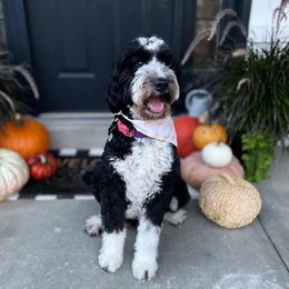 Molly - Bernedoodle