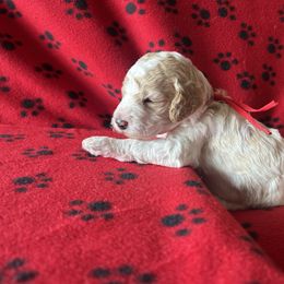 Rocket - Parti male Poodle puppy in New Britain, Connecticut from Poodles of New England