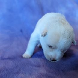 Pomsky Puppies from Valparaiso Pomskys