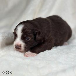 Tempura - Red & white male Toy Australian Shepherd puppy in Reidsville, North Carolina from Cherry Grove Kennel
