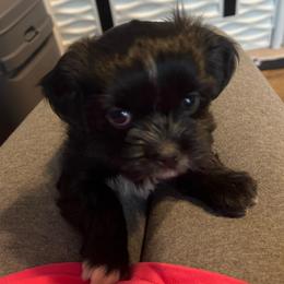 Lt. blue collar - Koko - Black and white female Shorkie puppy in Mays Landing, New Jersey from Fancy Paws Shorkies & Shih Tzus