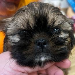 Snuggles - Brindle male Shih Tzu puppy in Citrus Heights, California from The Lion dog Shih Tzu