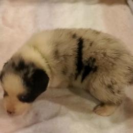 Grumpy - Blue merle male Australian Shepherd puppy in Rossville, Tennessee from GoodSprings Aussies