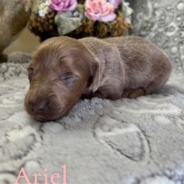 Ariel - Fawn (isabella) and tan female Dachshund puppy in Aiken, South Carolina from State Eight Dachshunds