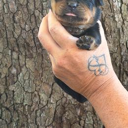 Green collar - Black and mahogany male Rottweiler puppy in Industry, Illinois from KDKs Kennels