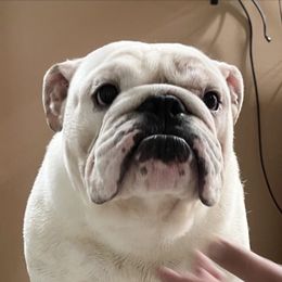 Bulldog and French Bulldog All Grown Up from Rockee Top Bulldogs