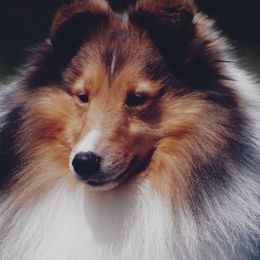 Shetland Sheepdogs from Himark Shelties
