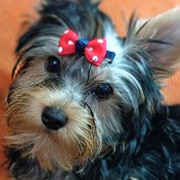 Lady - Blue and gold female Yorkshire Terrier puppy in Potomac, Maryland from Fabiana's Yorkshire Terriers