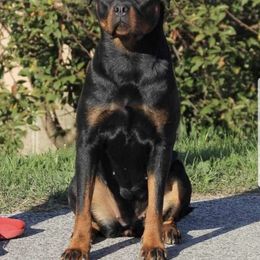 Ria - Rottweiler