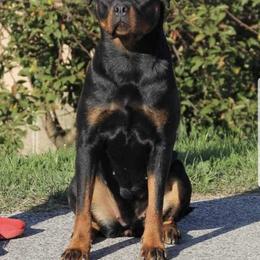Ria - Rottweiler