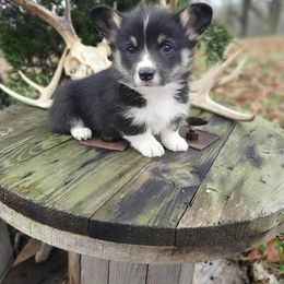 Boy 4 - Black and tan male Pembroke Welsh Corgi puppy in Nixa, Missouri from Pistol Creek Puppies