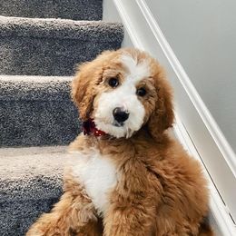 Goldendoodles from Wet Goldendoodle Kisses