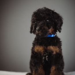 Blue - Phantom male Poodle puppy in Caldwell, Idaho from Boise Doodle Co.