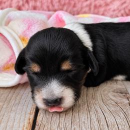 Buttercup 2800 - Piebald female Dachshund puppy in Hendersonville, North Carolina from Snarky Doxy Miniature Dachshunds