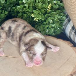 Merlin - Red merle male Miniature Australian Shepherd puppy in California from Eagle River Aussies