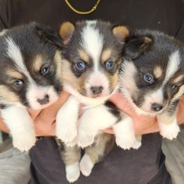Pembroke Welsh Corgi Puppies from Blackberry Hill Corgis