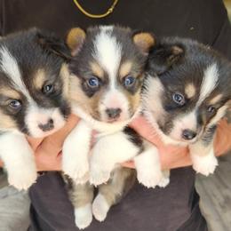 Pembroke Welsh Corgi Puppies from Blackberry Hill Corgis