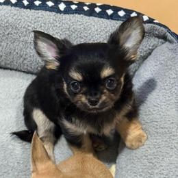 Vader - Black and tan male Chihuahua puppy in Spring Hill, Florida from Stardom Chihuahuas & CKCS