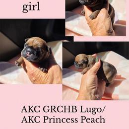 Red fawn - Fawn female French Bulldog puppy in Polk City, Florida from Best Friend Frenchies, LLC
