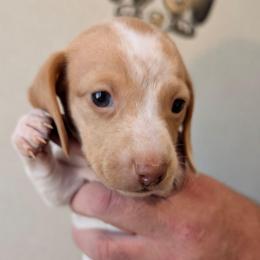 Scout - Piebald female Dachshund puppy in Marshall, Texas from Wilson's Kennels