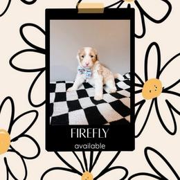 Firefly Black Collar - Fawn and white male Sheepadoodle puppy in Republic, Missouri from DOOD & Co