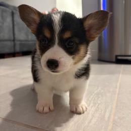 Cocoa - Black and tan female American Corgi puppy in Register, Florida from Southern Georgia Corgi Loafs