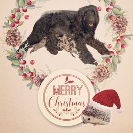 Goldendoodle Puppies from Merced Doodles