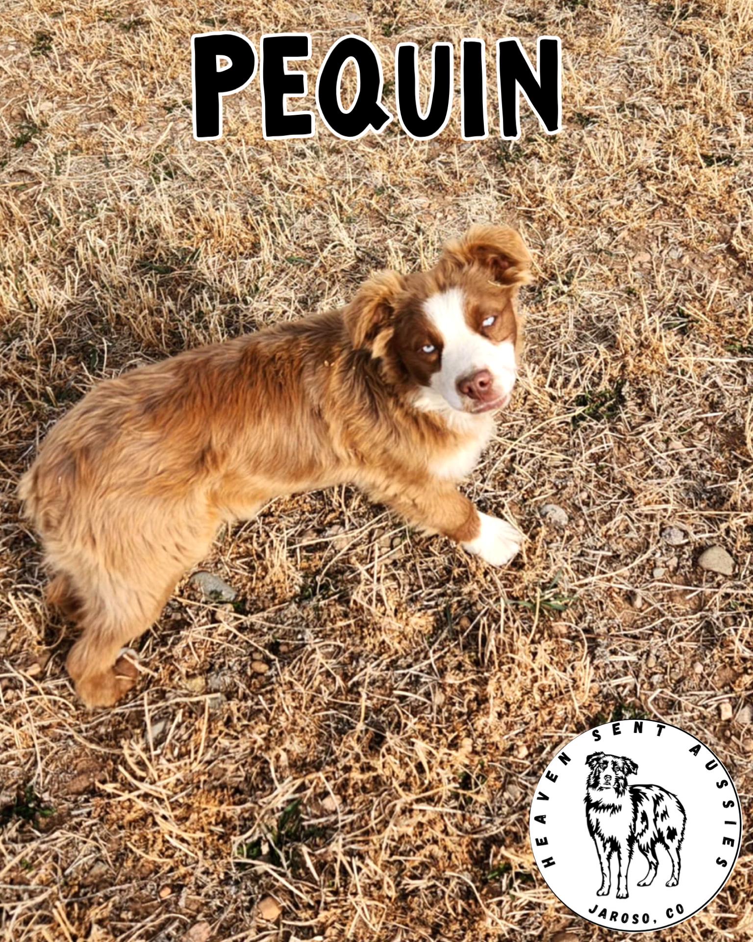 Pequin