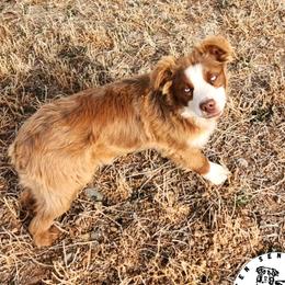 Pequin - Miniature Australian Shepherd