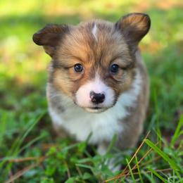 Ron - Sable male Pembroke Welsh Corgi puppy in Tallahassee, Florida from Koko's Korgis
