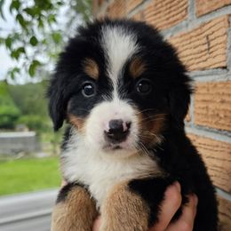 Ruby - Tri-color female Bernese Mountain Dog puppy in Inman, South Carolina from Shadow Acres