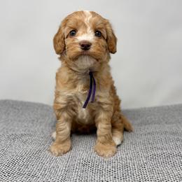 Jade - Caramel female Australian Labradoodle puppy in Sacramento, California from Little Farmstead Labradoodles