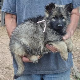Girl 4 Pink - Sable female German Shepherd puppy in Lake George, Colorado from High Country German Shepherds