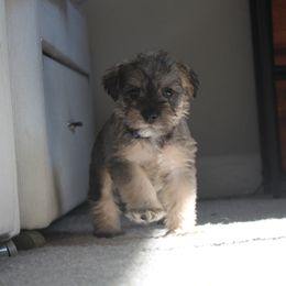 AKC Rocco (Blue) - Salt and pepper male Miniature Schnauzer puppy in Vista, California from Olympus Schnauzers