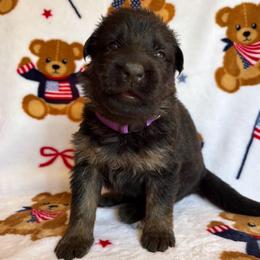 Moxie - Black and red female German Shepherd puppy in Coplay, Pennsylvania from By My Side Germans Shepherds & Dobermans