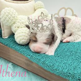 Athena - Blue merle female Bernedoodle puppy in Omaha, Nebraska from Whimsy Doodles