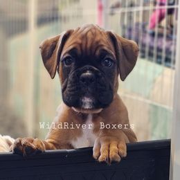 Boxer Puppies from WildRiver Boxers