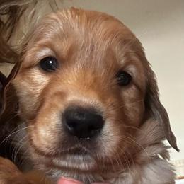 Miss Red - Dark golden female Golden Retriever puppy in Stratton, Colorado from Anam Cara Retrievers