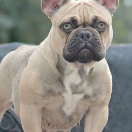 French Bulldogs from Garcia Brothers Frenchies