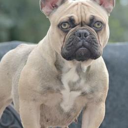 French Bulldogs from Garcia Brothers Frenchies