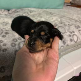 Dk blue boy - Sable male Dachshund puppy in Live Oak, Florida from The Weenie Herd Mom