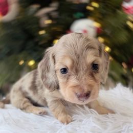 NINA ready 12.24 (lighter face) - Dapple female Dachshund puppy in Richmond, Virginia from Irresistible Dachshunds & Cavaliers