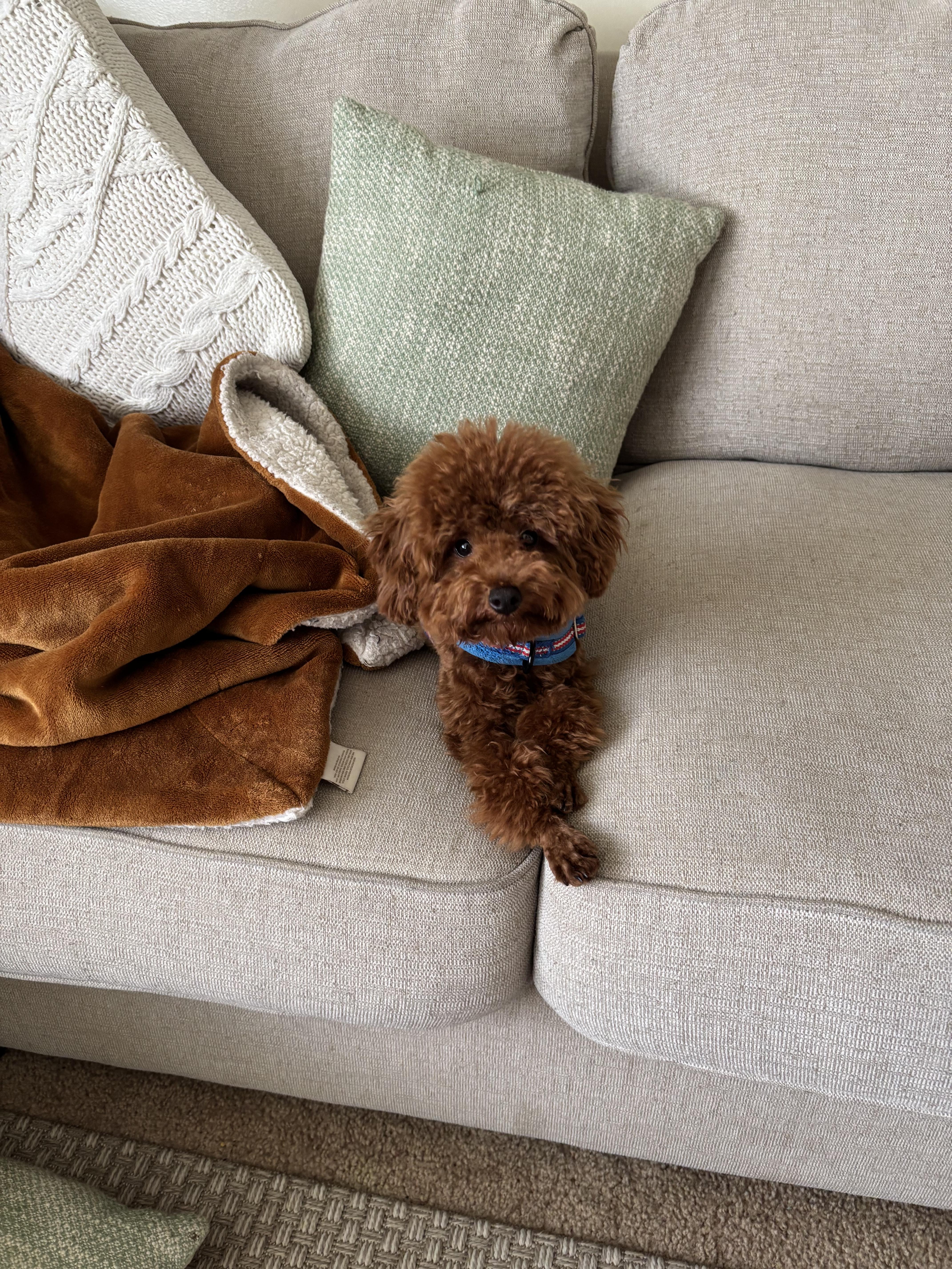 Teddy