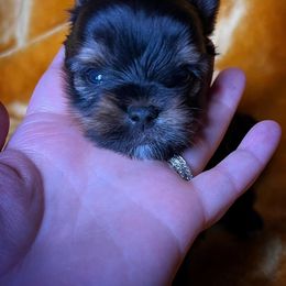 Chihuahua and Yorkshire Terrier Puppies from Fanciful Thrills Kennel