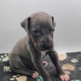 Jax - Blue male Great Dane puppy in Kannapolis, North Carolina from Carolina Great Danes & Toy Poodles