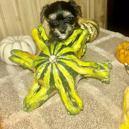 Girl 4 - Black and tan female Yorkshire Terrier puppy in Memphis, Tennessee from Ricketta’s Yorkie Babies