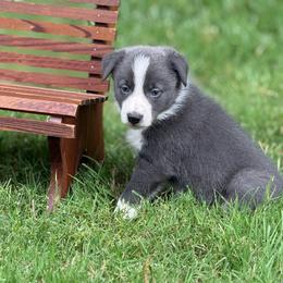 Slate.blue -1495 smooth - Slate male Border Collie puppy in Nashville, Arkansas from Whisenhunt Farms